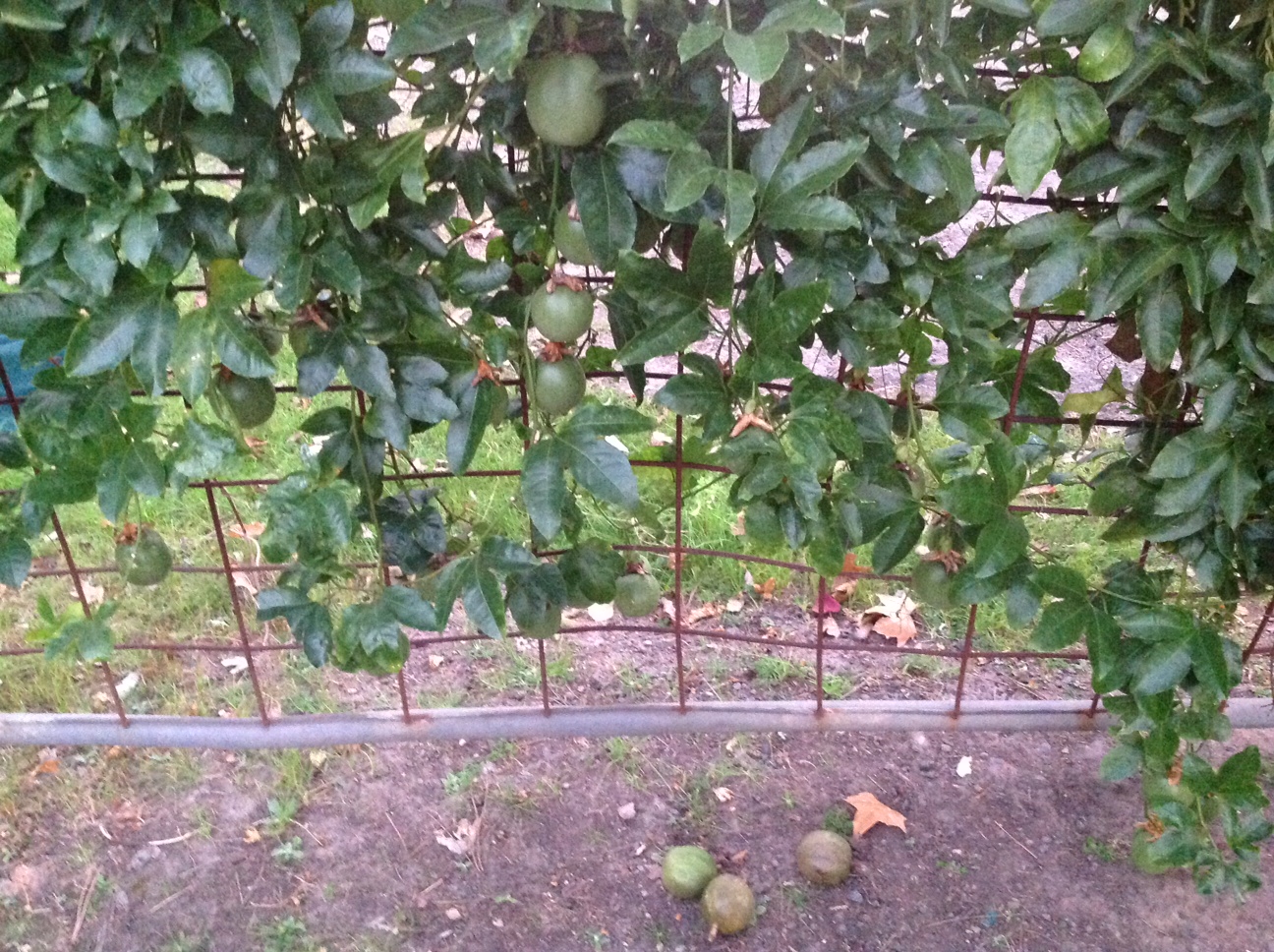 Ripe passionfruit lying beneath the vine.